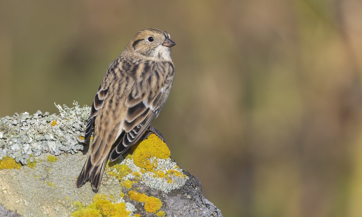 Lapland Longspur - ML646208652