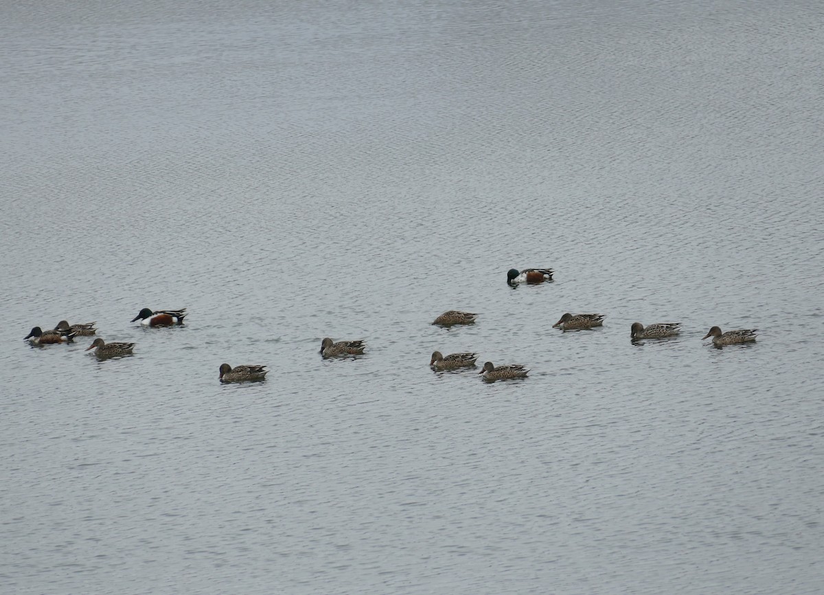 Northern Shoveler - ML646208653