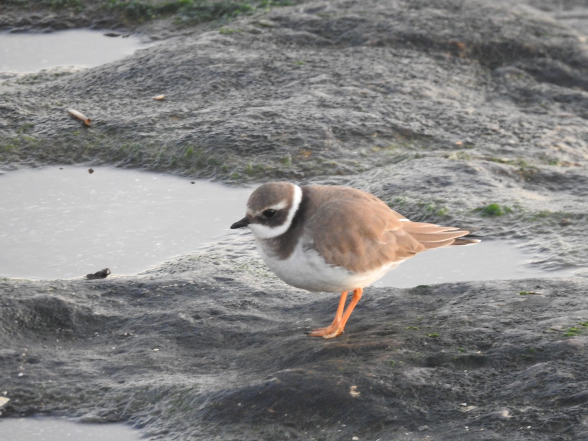 Common Ringed Plover - ML646208654