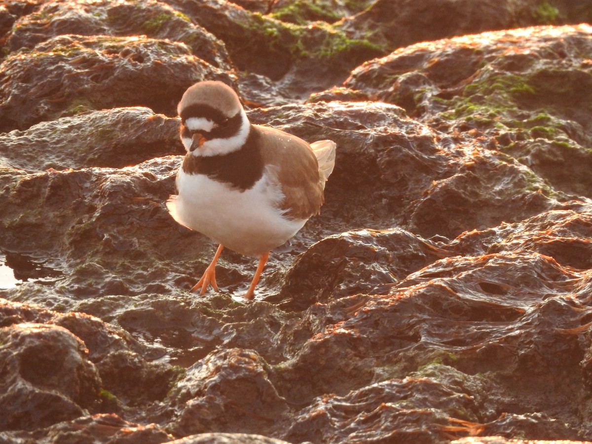 Common Ringed Plover - ML646208655