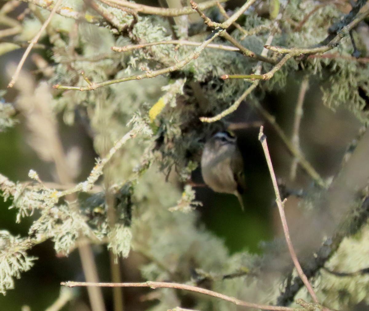 Roitelet à couronne dorée - ML646208656