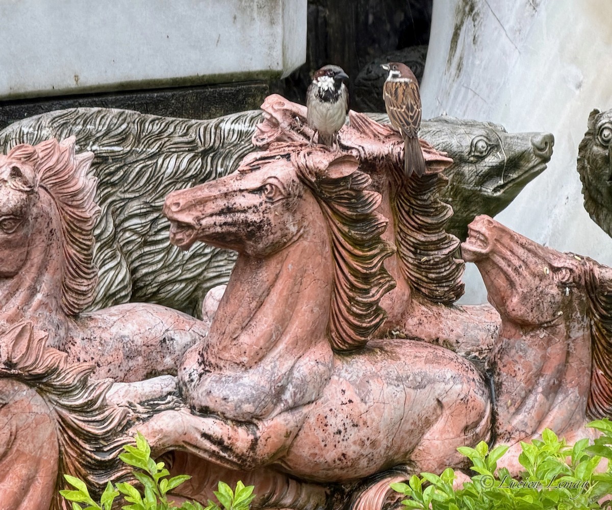 vrabec domácí - ML646208657