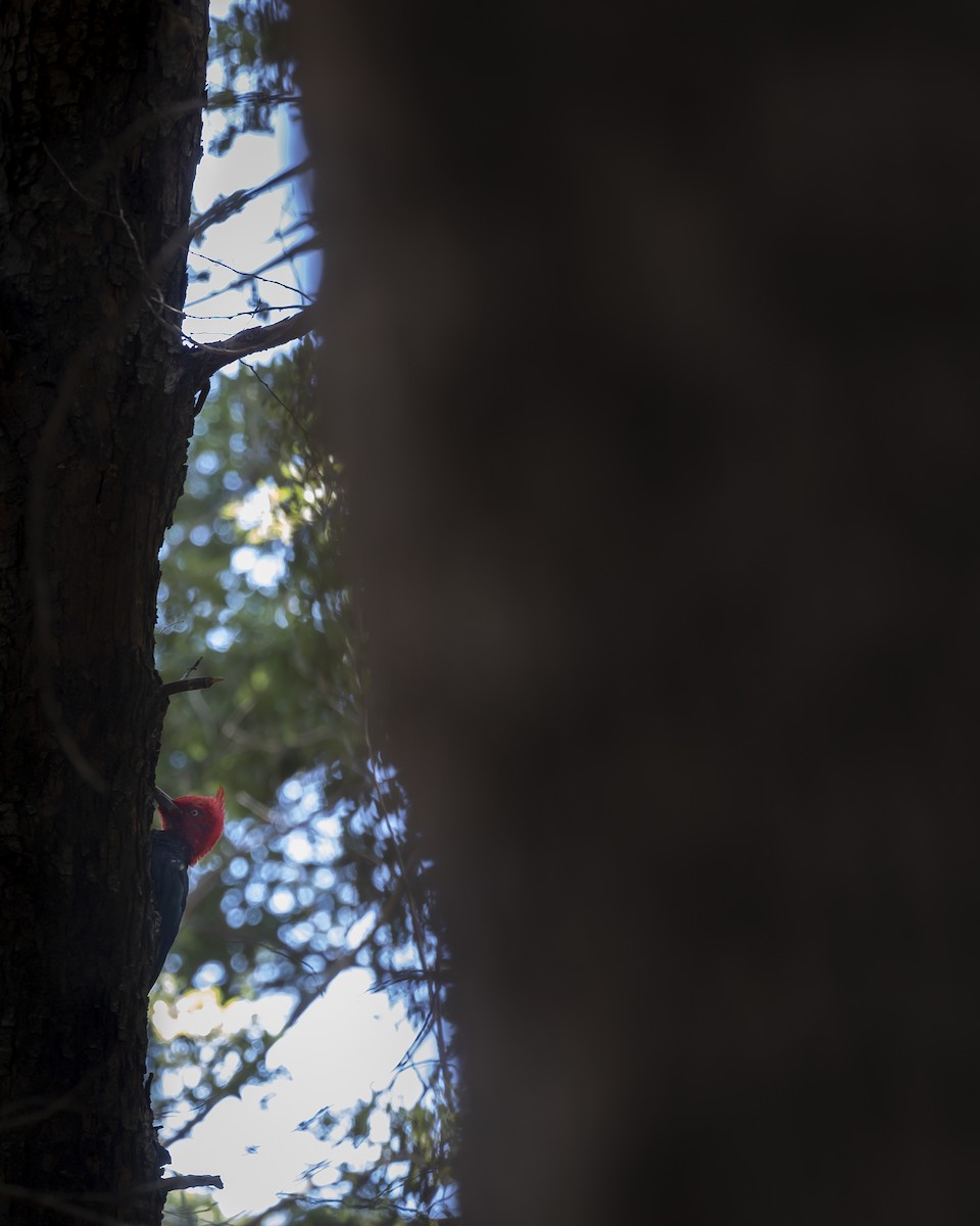 Pic de Magellan - ML646208661