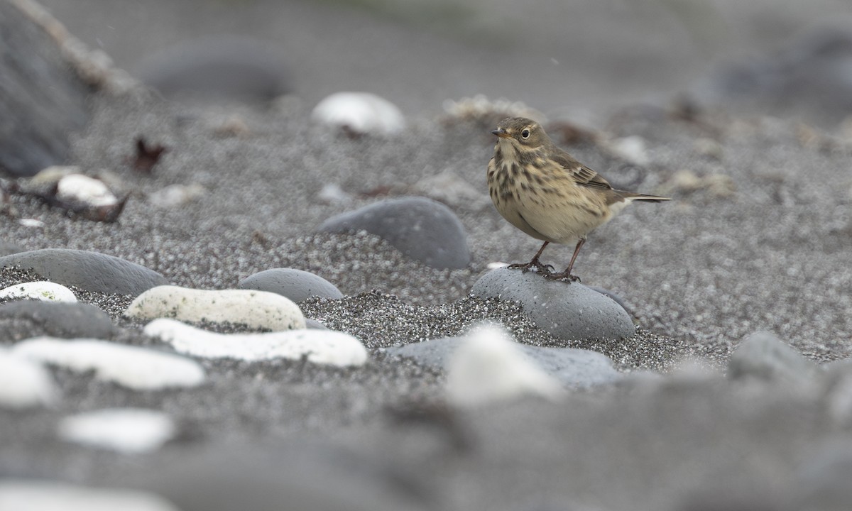 Pipit d'Amérique - ML646208662