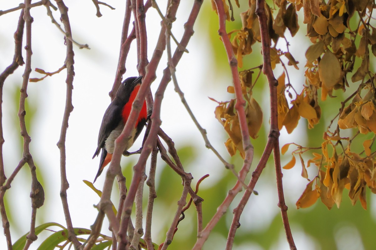 Dicée hirondelle - ML646208663
