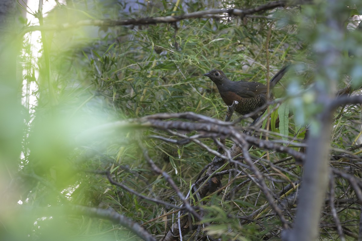 Tourco à gorge marron - ML646208666