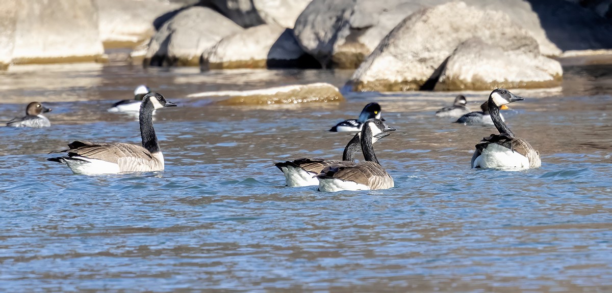 Bernache du Canada - ML646208668