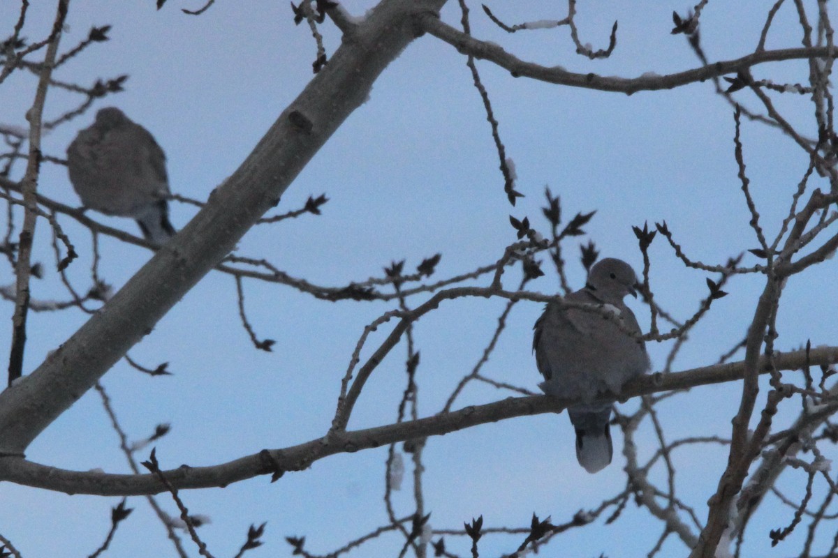 Tourterelle turque - ML646208669