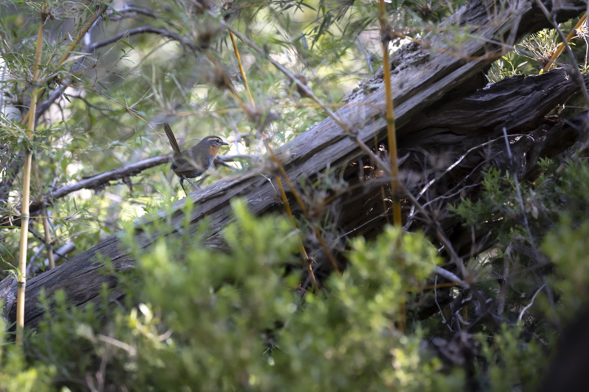 Tourco rougegorge - ML646208670