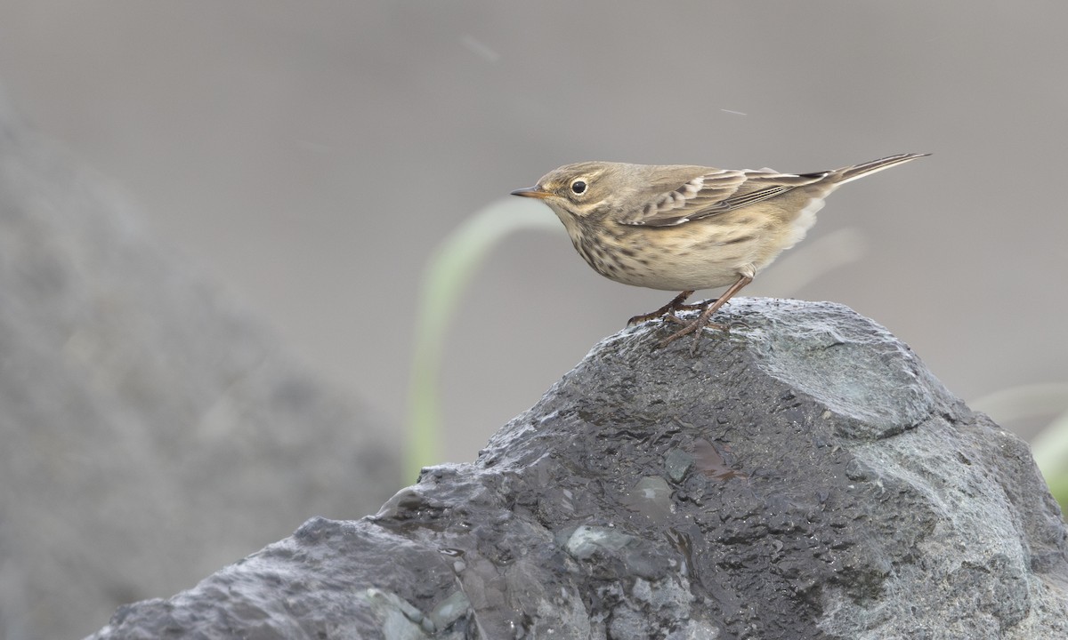 Pipit d'Amérique - ML646208672