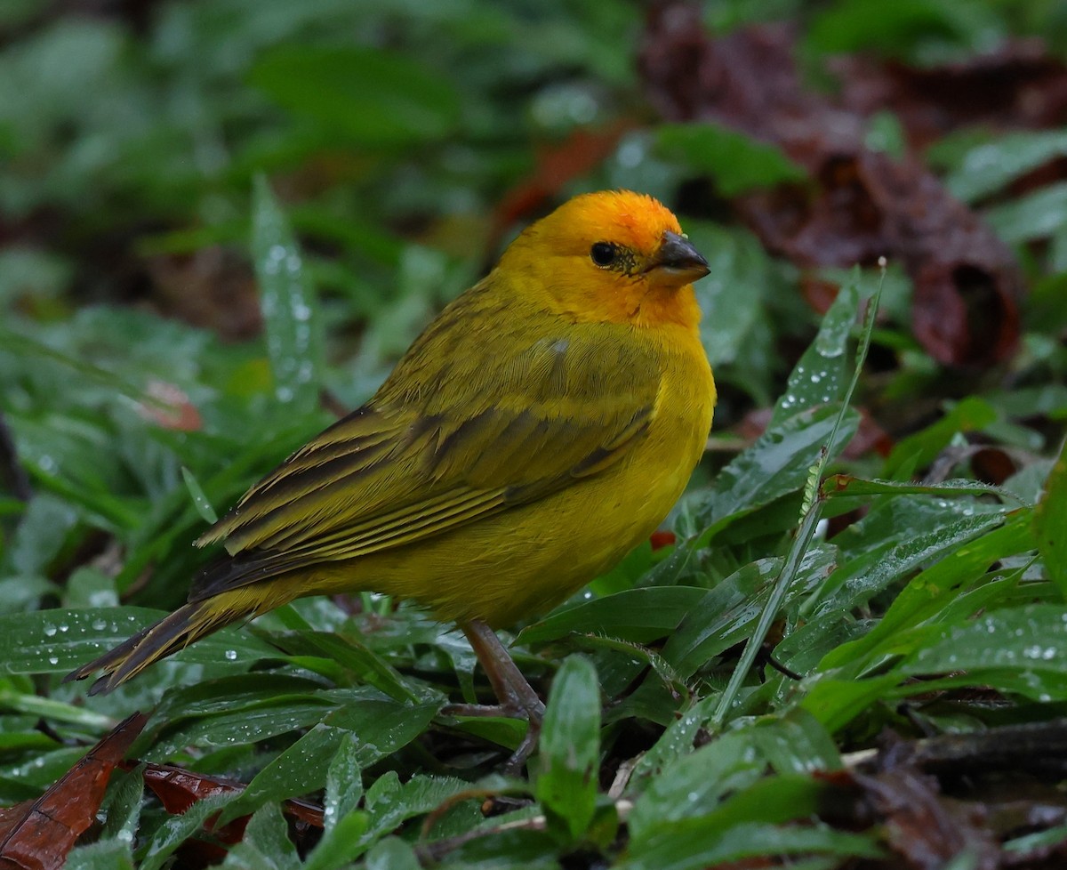 Sicale bouton-d'or - ML646208673