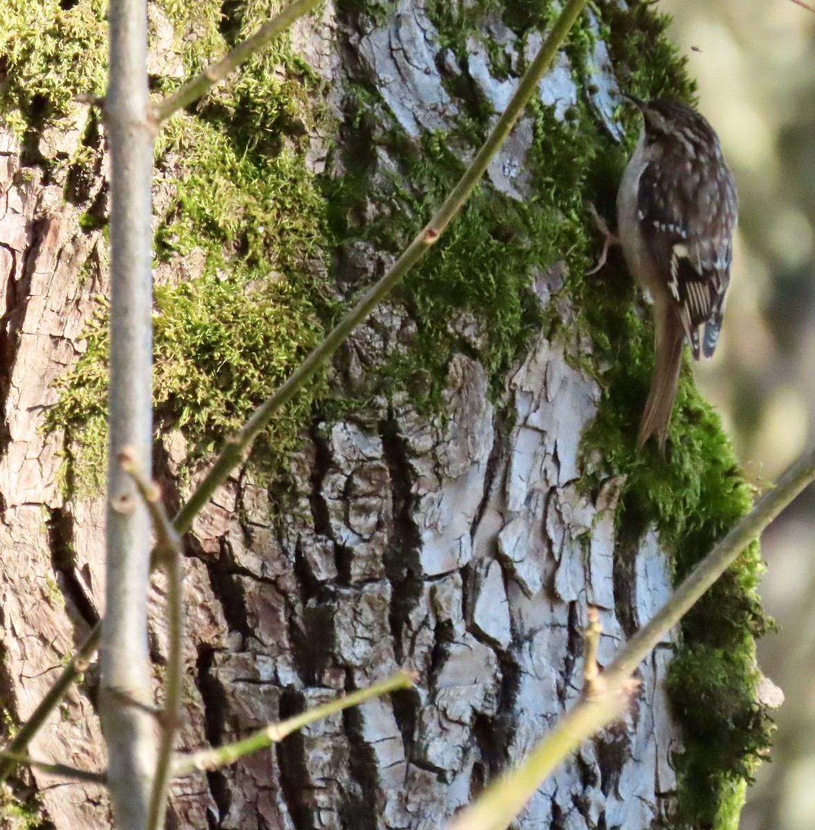 Grimpereau brun - ML646208674