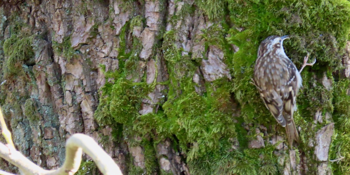 Grimpereau brun - ML646208675