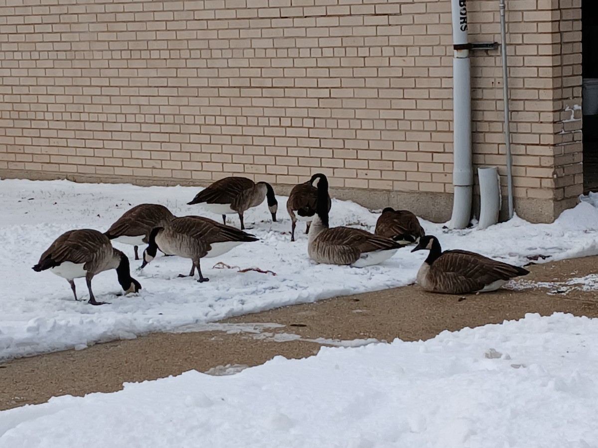 Bernache du Canada - ML646208677