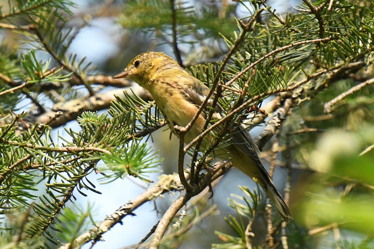 Paruline à poitrine baie - ML646208678