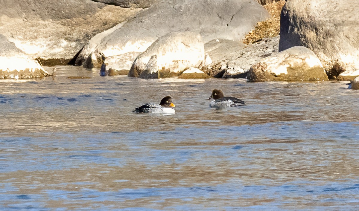 Garrot à oeil d'or - ML646208679