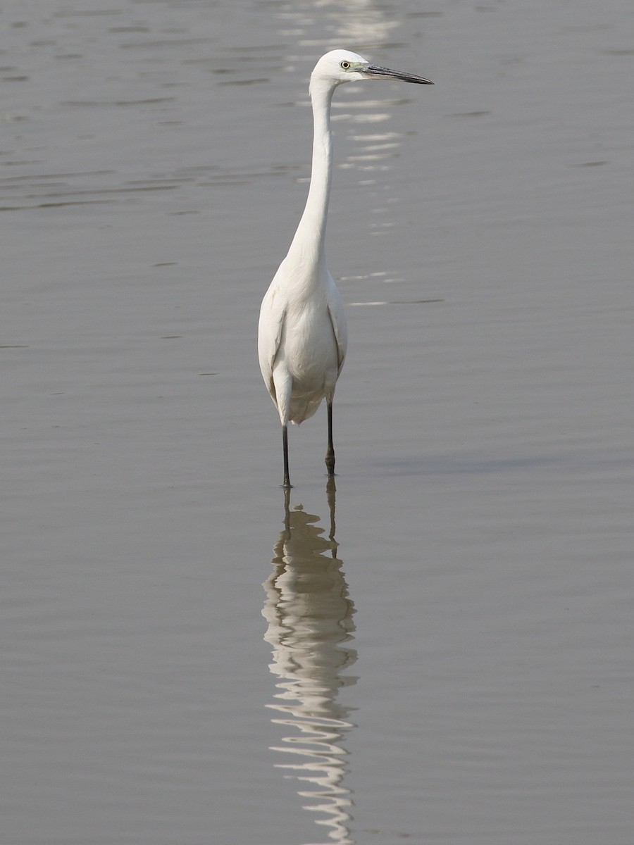 Aigrette garzette - ML646208680