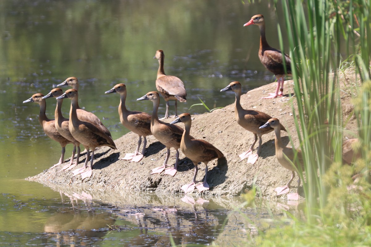 Dendrocygne à ventre noir - ML646208681