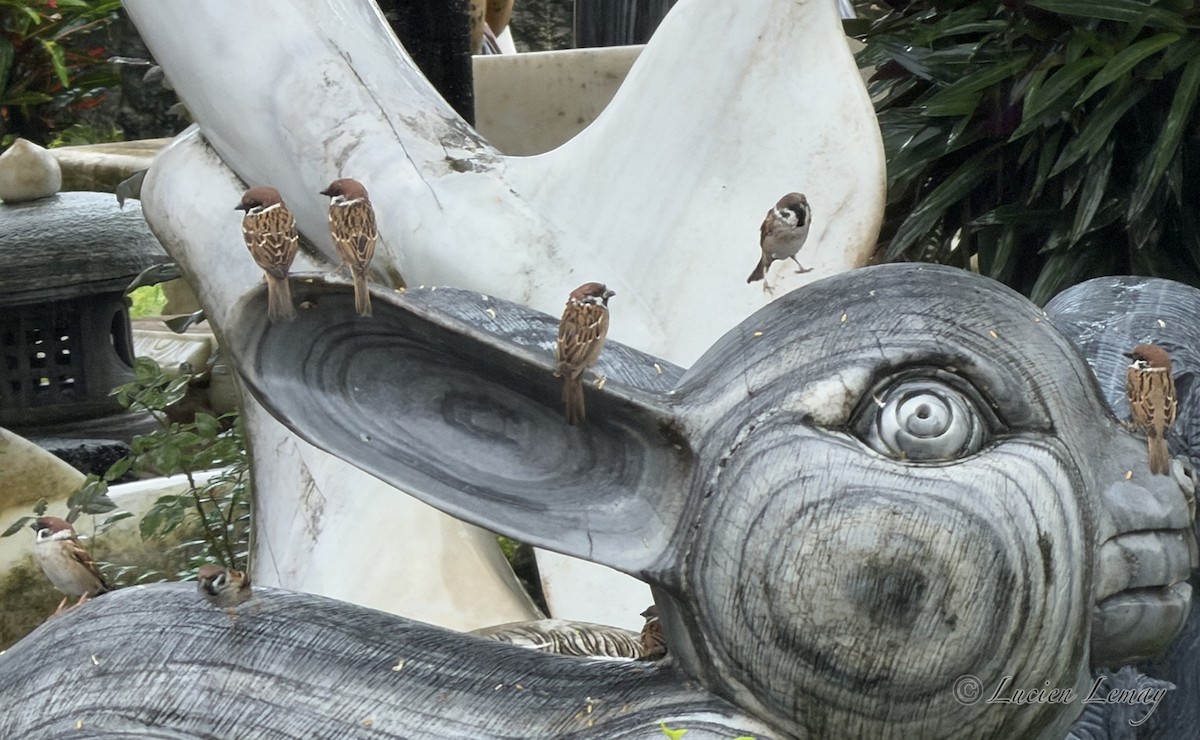 Moineau friquet - ML646208682