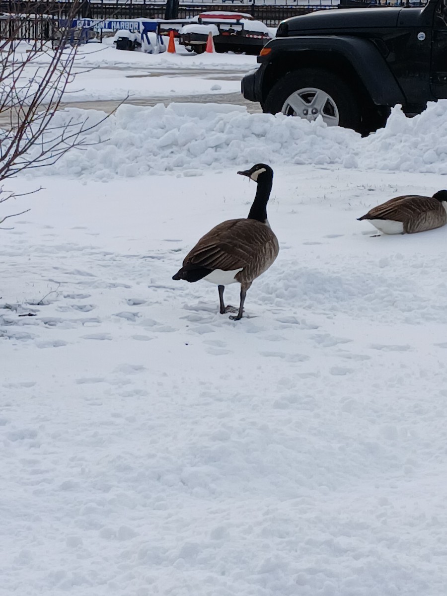 Bernache du Canada - ML646208683