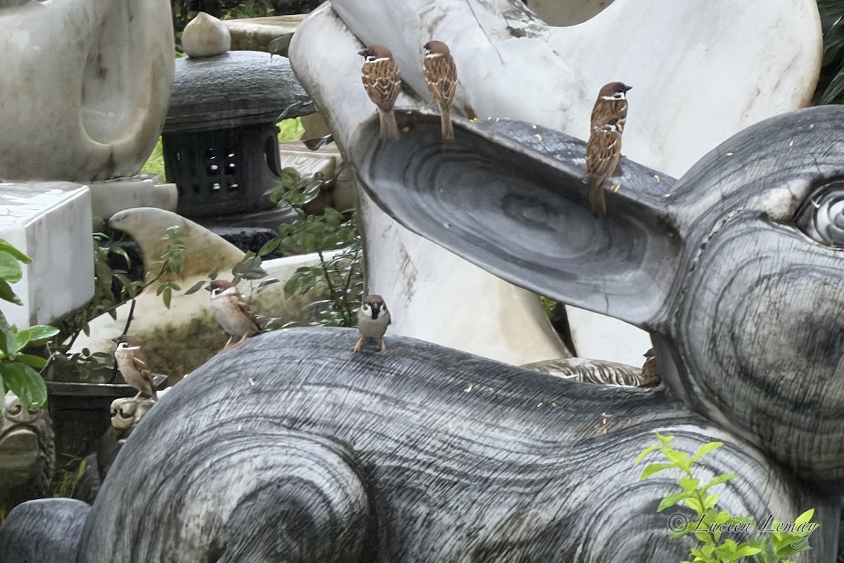 Moineau friquet - ML646208684