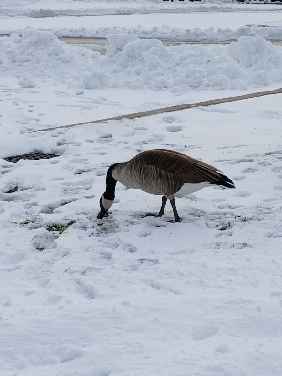 Bernache du Canada - ML646208685