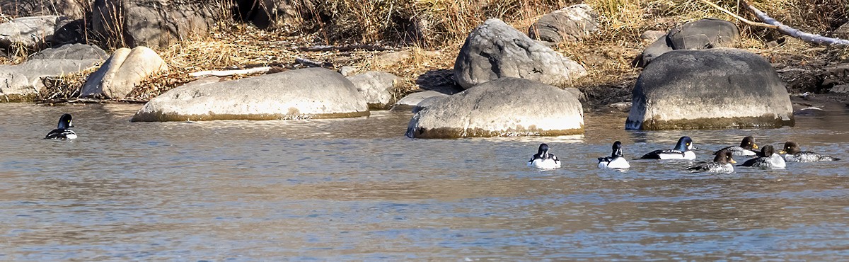Garrot d'Islande - ML646208686