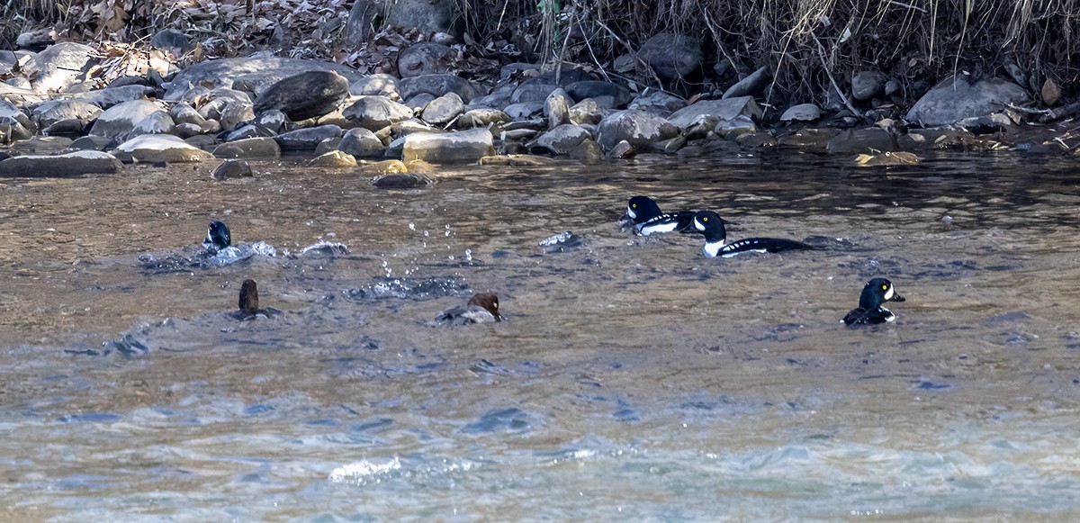 Garrot d'Islande - ML646208687