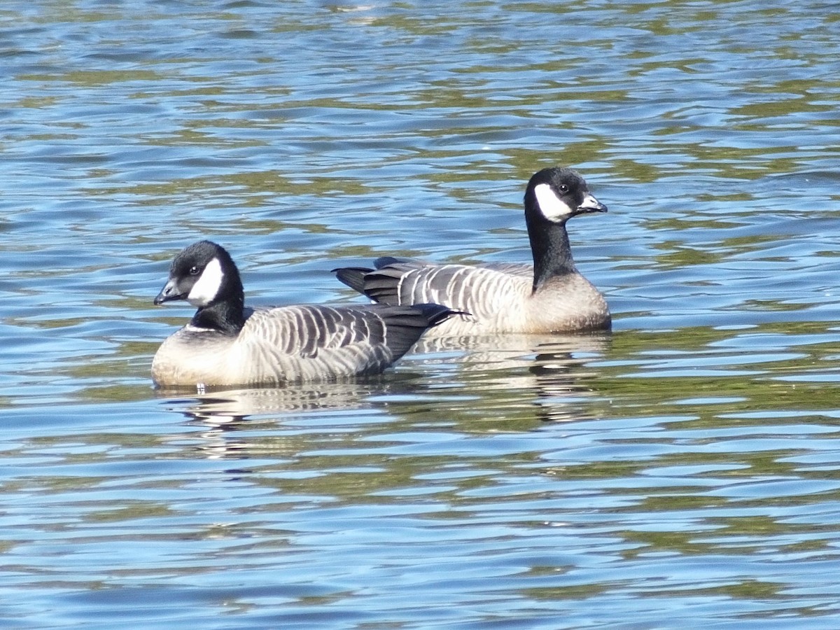 Bernache de Hutchins - ML646208696