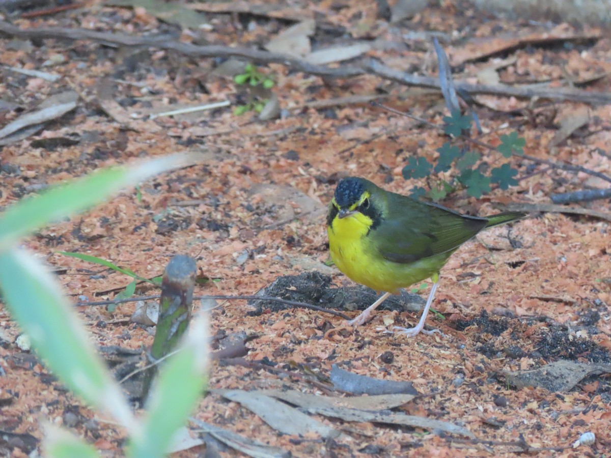 Paruline du Kentucky - ML646208697