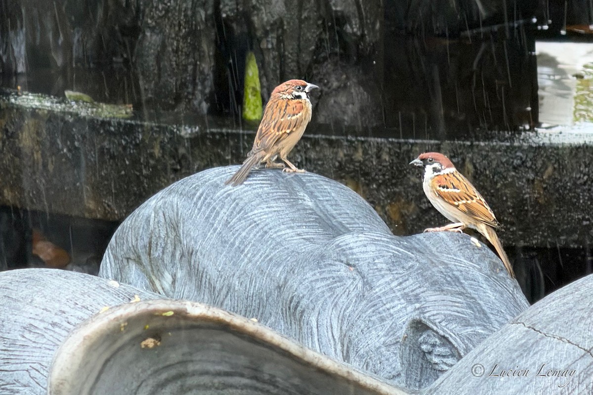 Moineau friquet - ML646208698