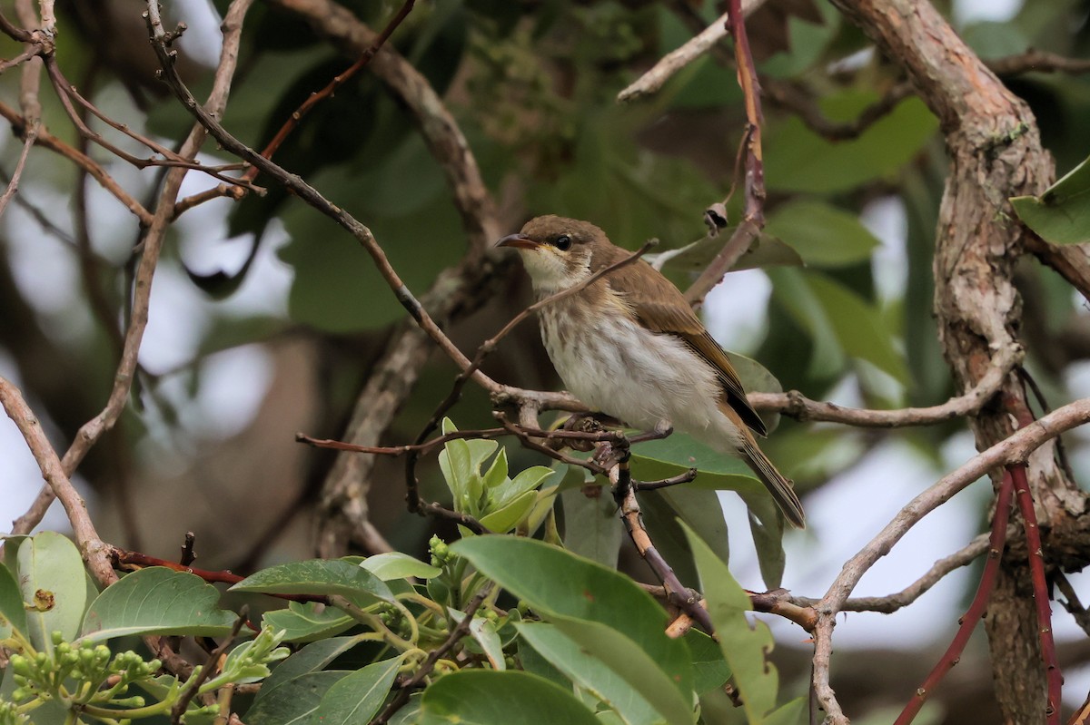 Méliphage modeste - ML646208699