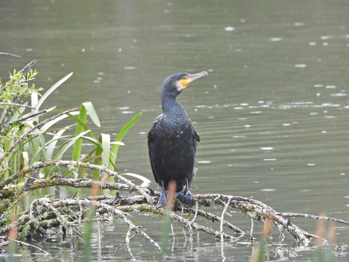Grand Cormoran (novaehollandiae) - ML646208700
