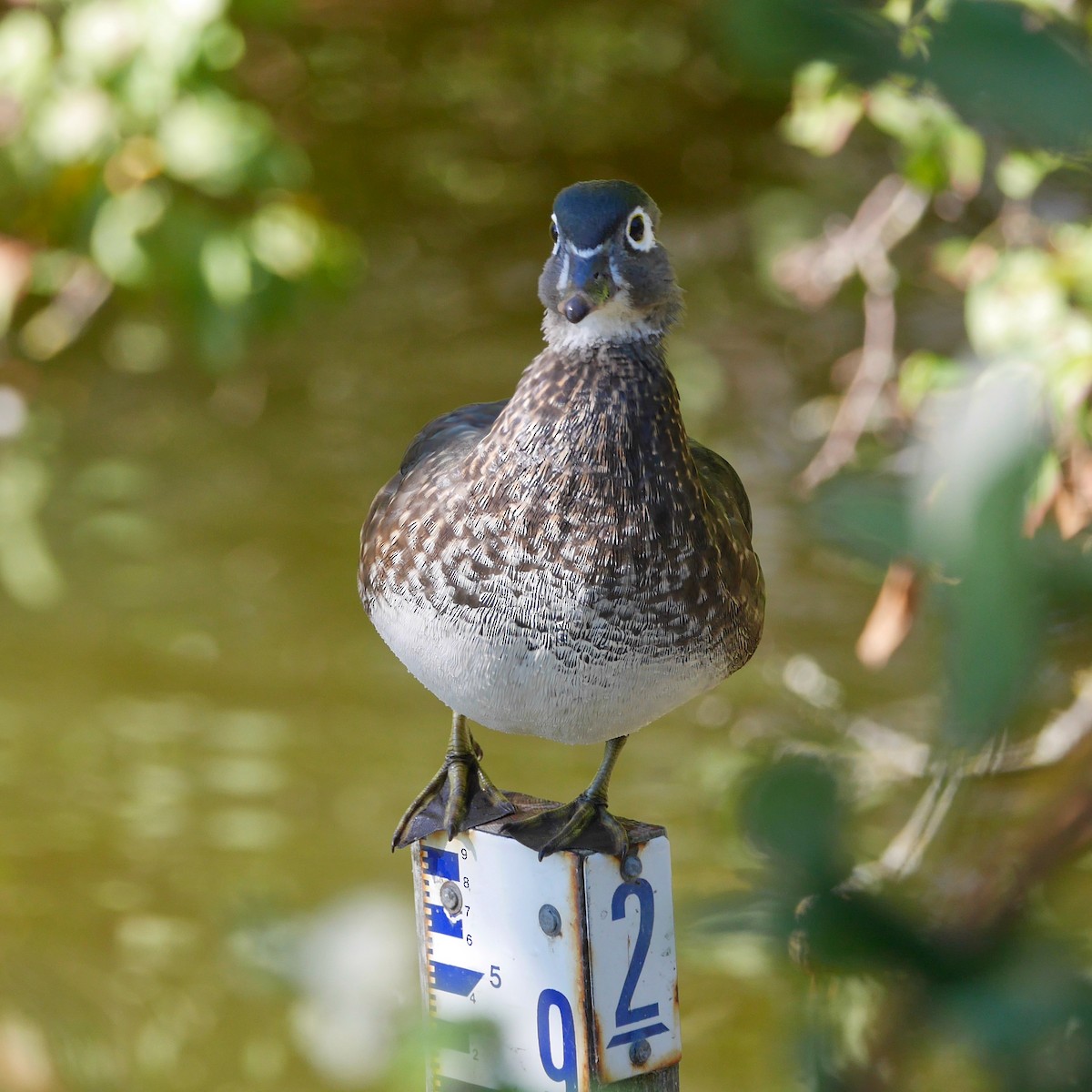 Canard branchu - ML646208702