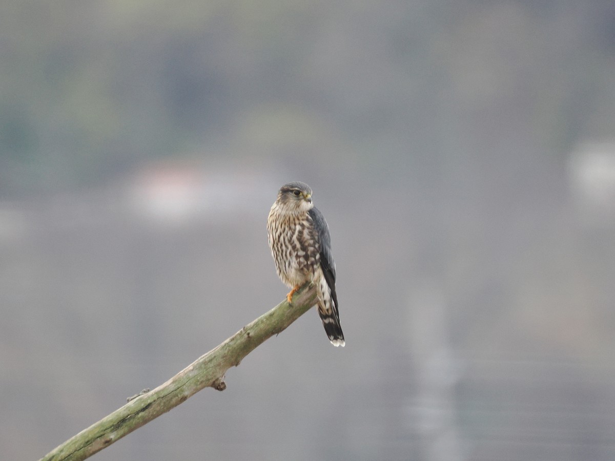 Faucon émerillon - ML646208703