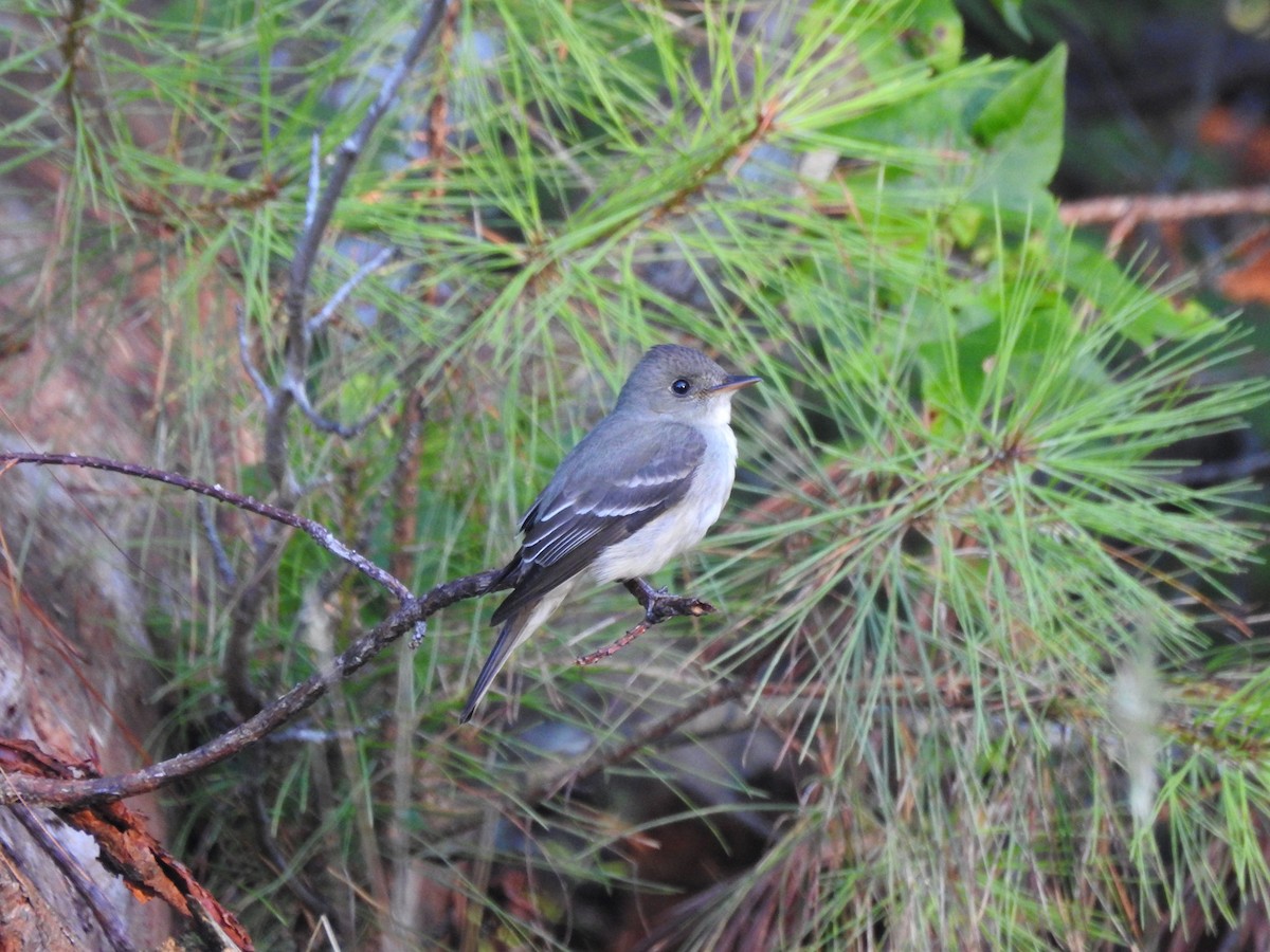 Buchenschnäppertyrann - ML646208706