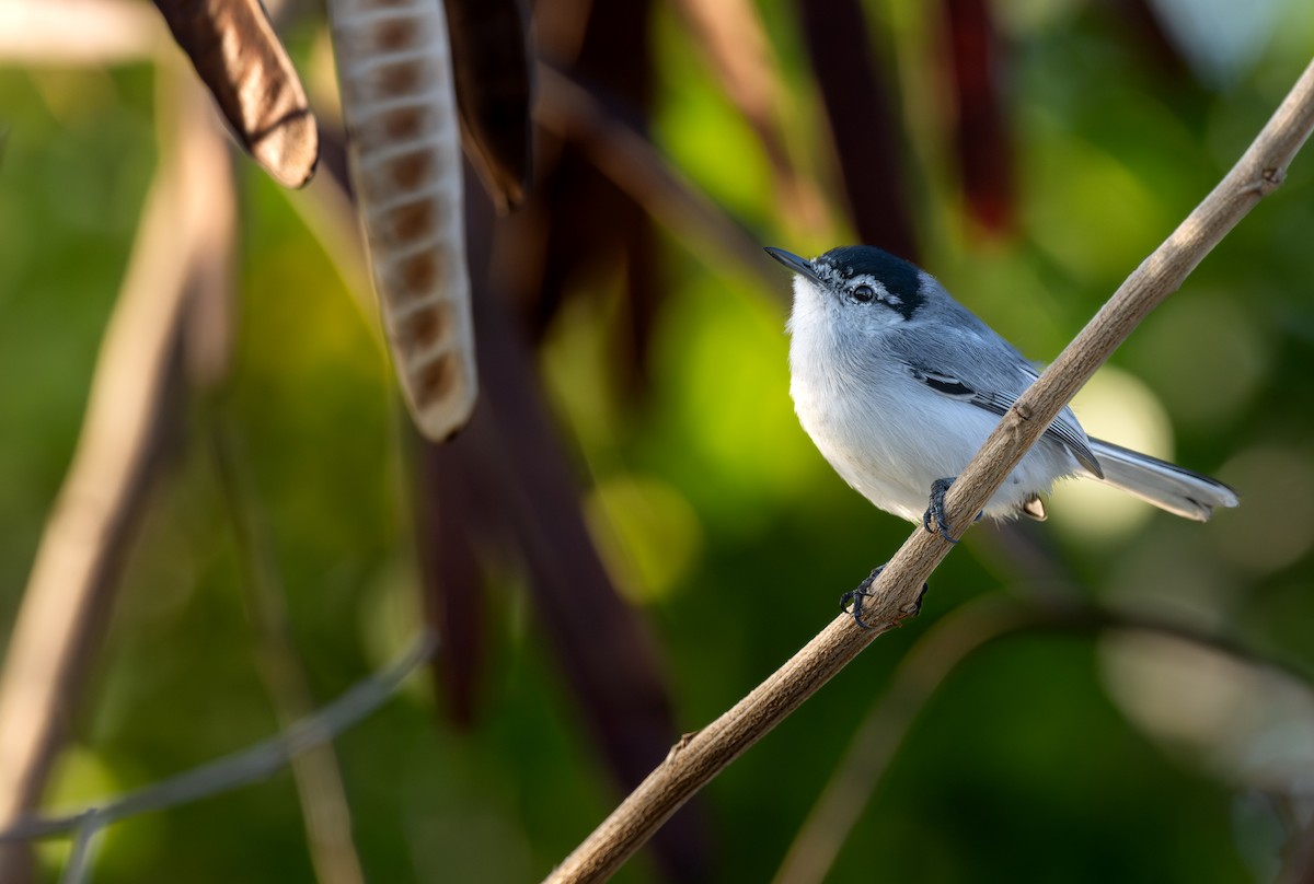 Yucatan Gnatcatcher - ML646208707