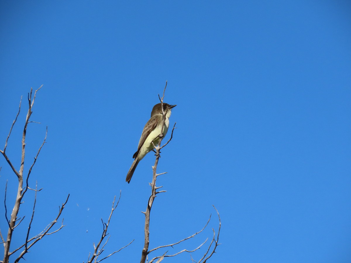 Eastern Phoebe - ML646208708