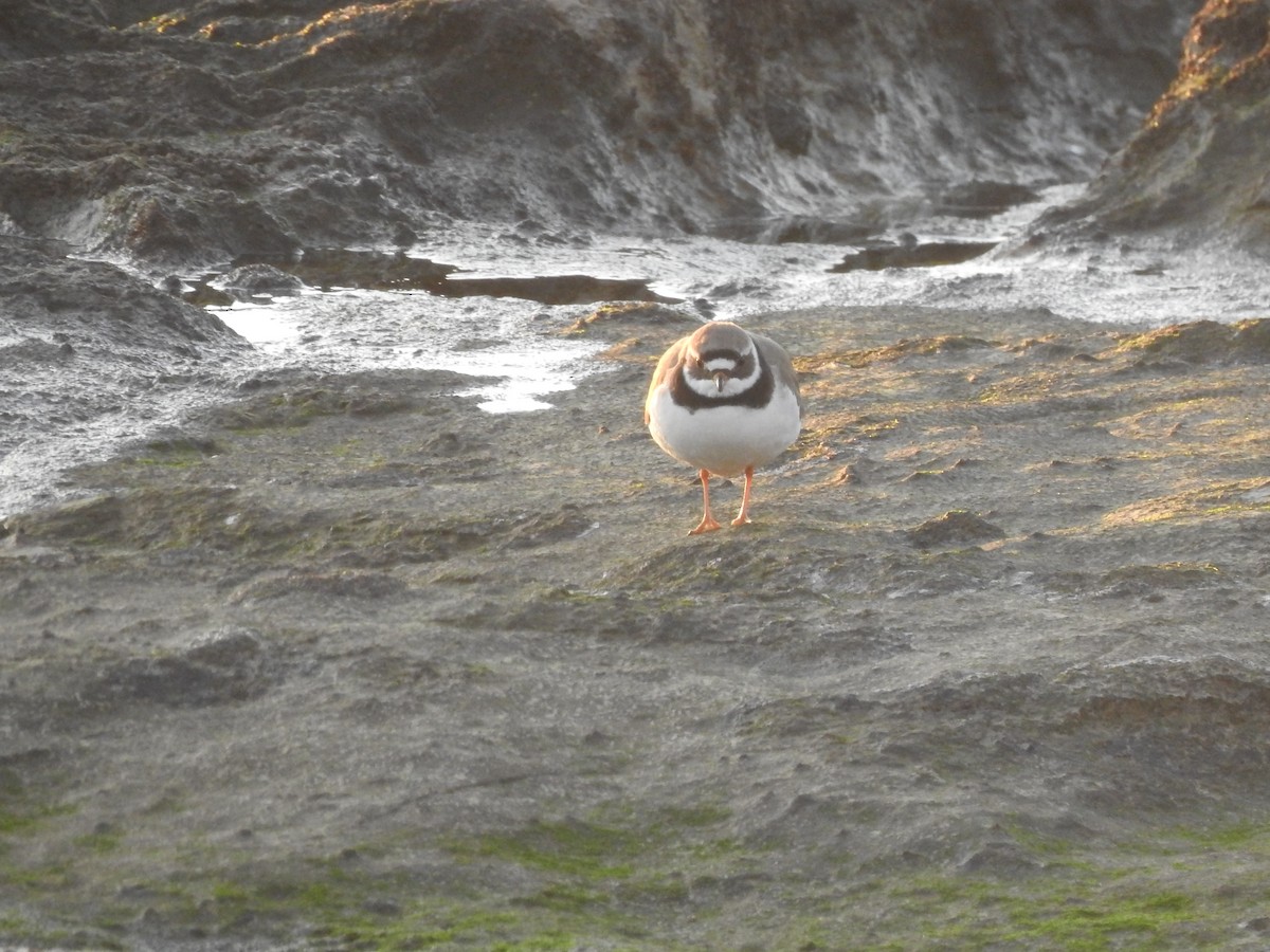 Common Ringed Plover - ML646208709
