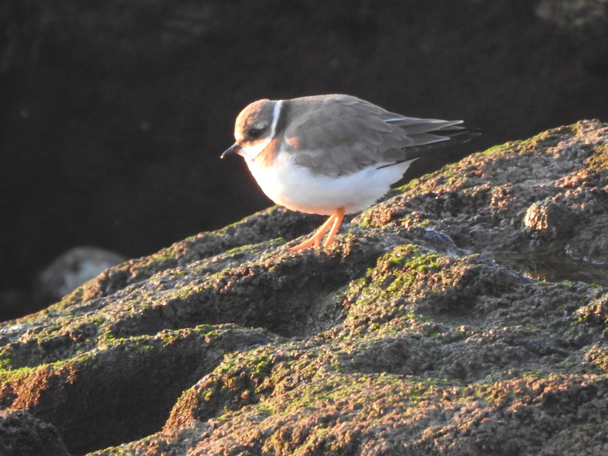 Common Ringed Plover - ML646208710