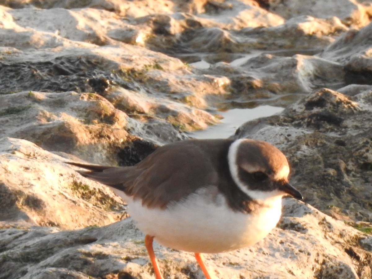 Common Ringed Plover - ML646208711