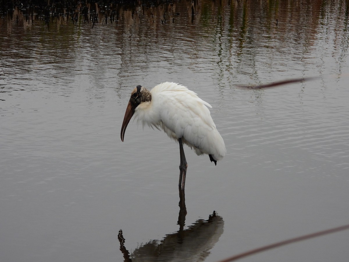 Wood Stork - ML646208714