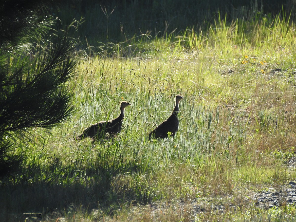 Wild Turkey - ML646208715