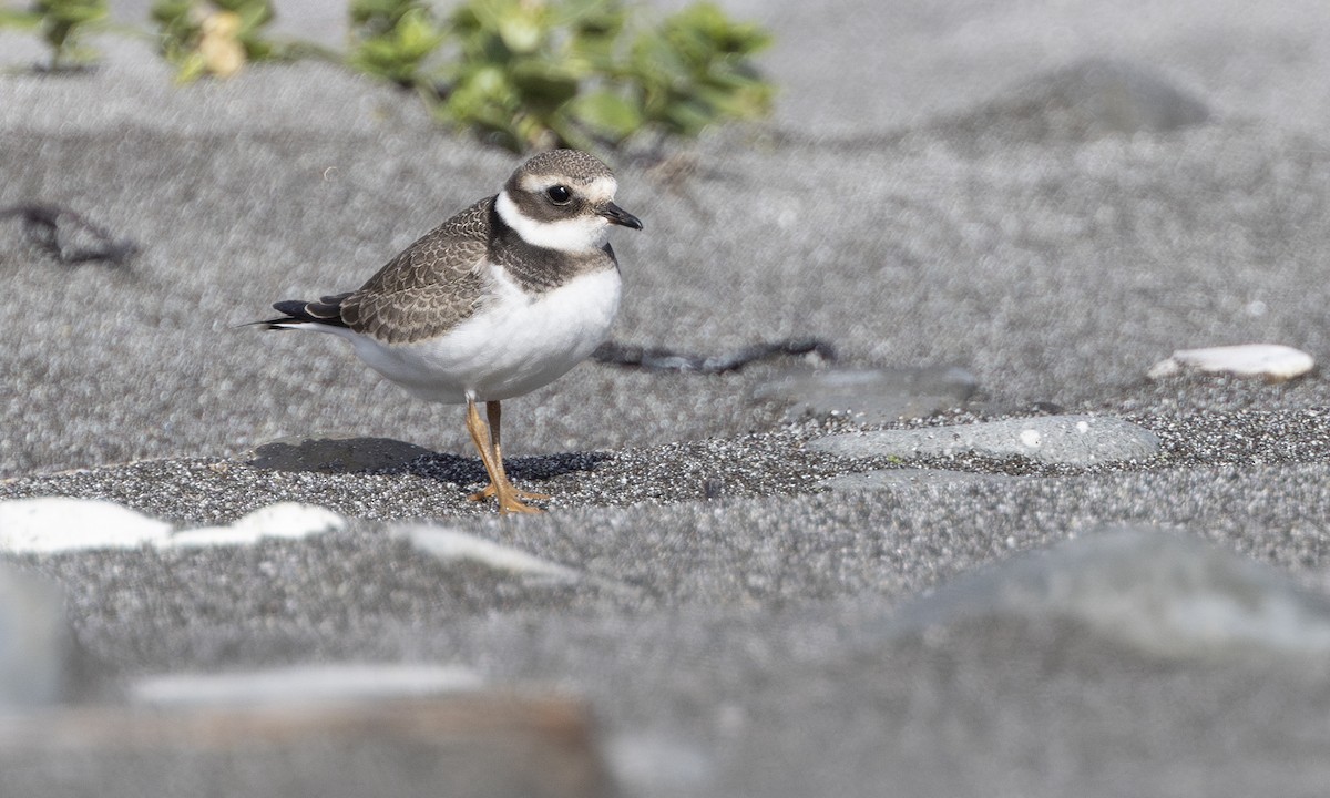 Common Ringed Plover - ML646208727