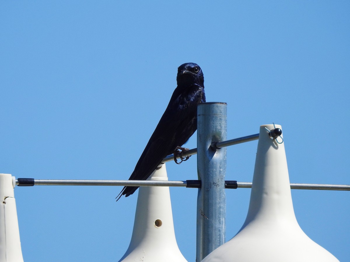 Большая ласточка - ML646208728