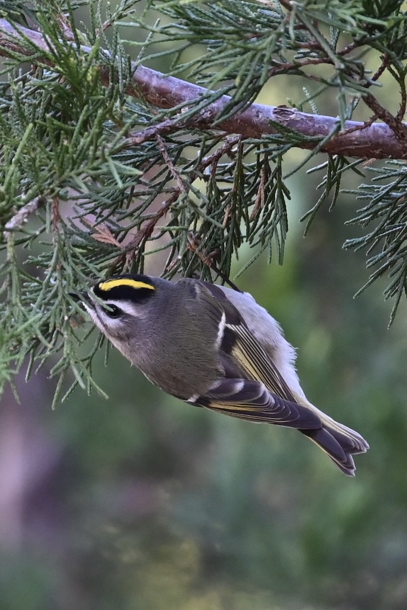 アメリカキクイタダキ - ML646208734