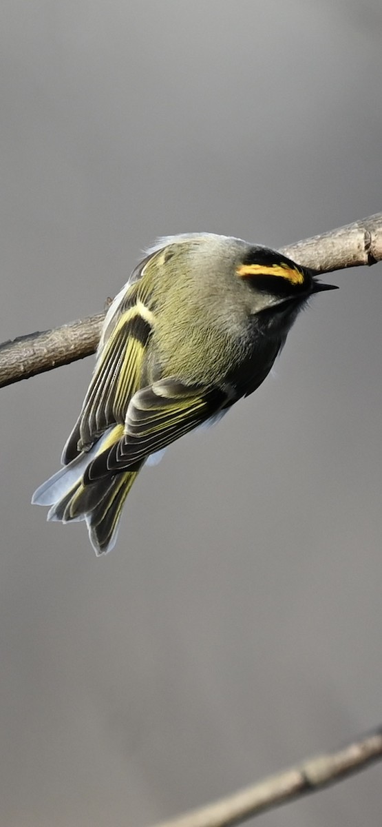 アメリカキクイタダキ - ML646208735