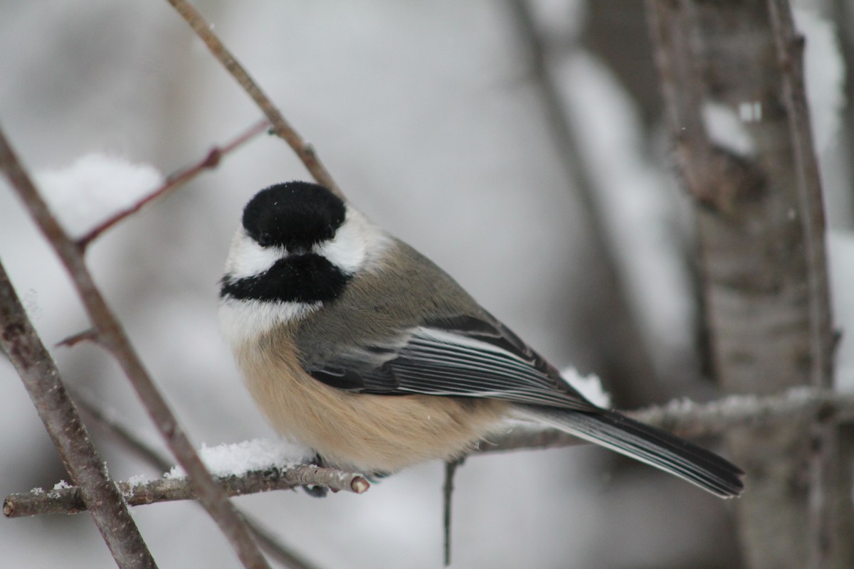 Black-capped Chickadee - ML646208738