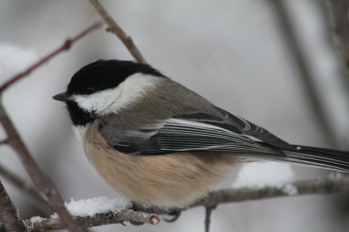 Black-capped Chickadee - ML646208739