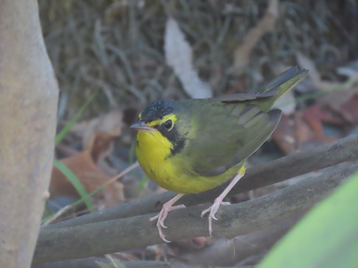 kentuckyparula - ML646208743